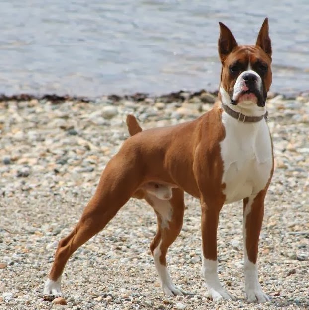 Medium sized dog breeds with srt hair | Animals Ptos Directory